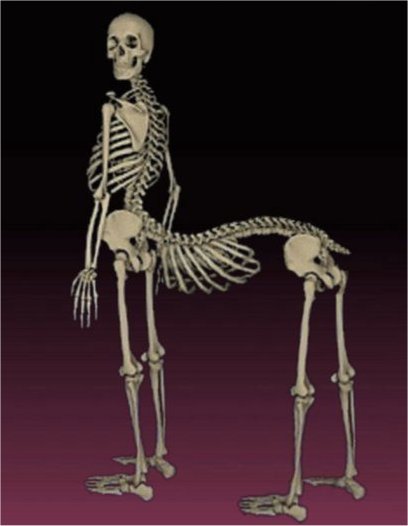 Parafilias en general 1 centaur-skeleton.jpg