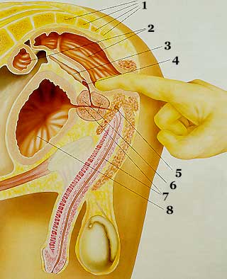 prostata.jpg